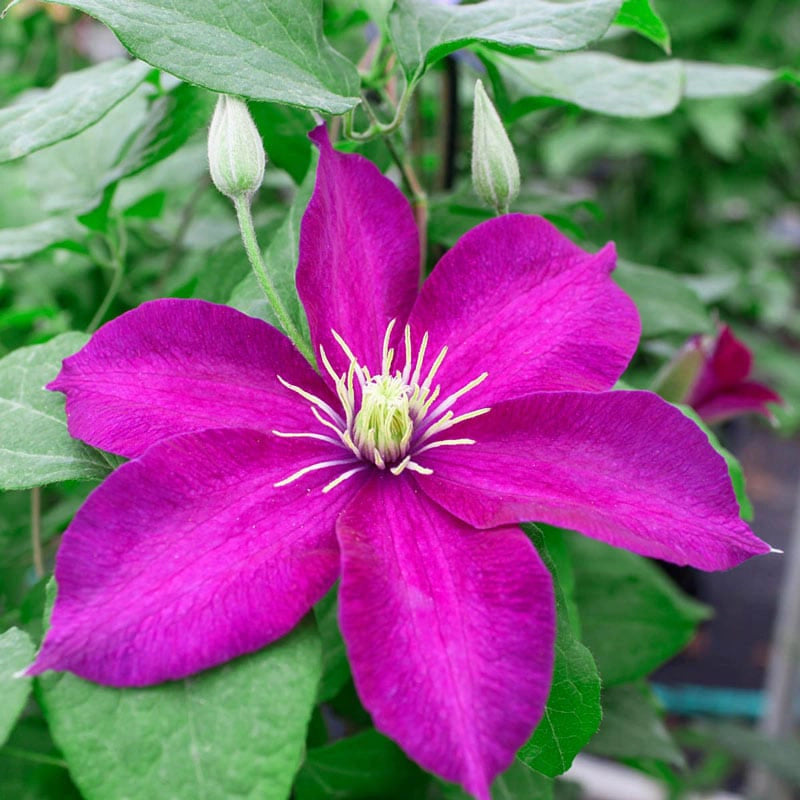 Clematis Minipuna