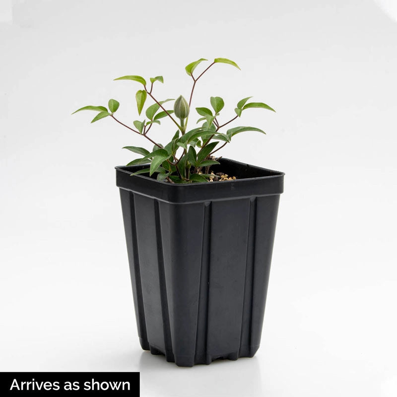 plant pot for clematis Clematis Minipuna - Shop Clematis