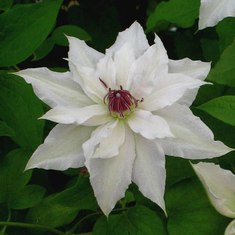 Clematis Sparkler