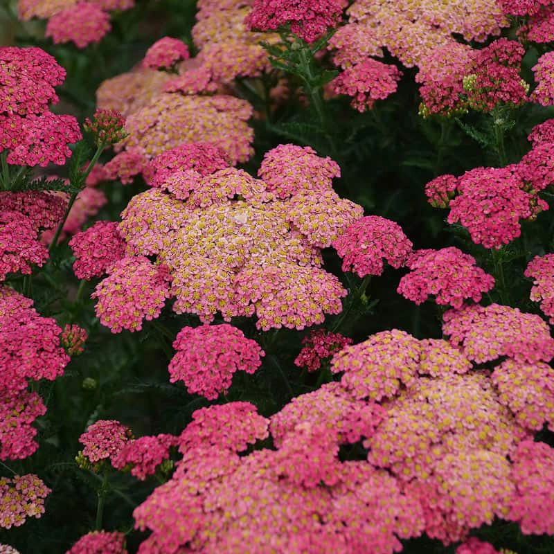 Sassy Summer Taffy Achillea