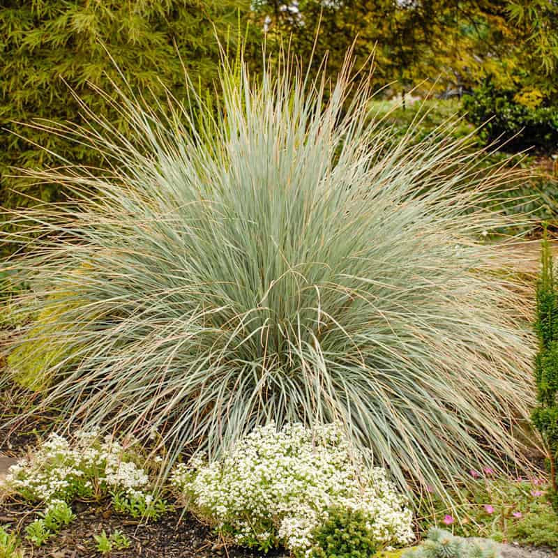 Blue Oat Grass (Helictotrichon sempervirens)