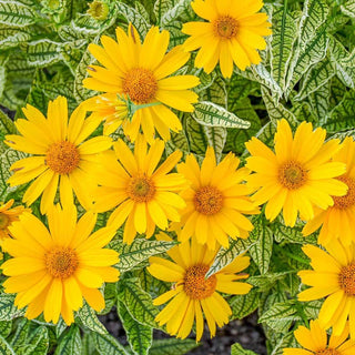 Sunstruck Heliopsis