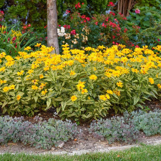 Sunstruck Heliopsis
