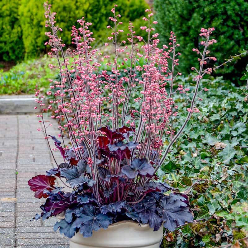 Timeless Night Heuchera - Shop Heuchera | Spring Hill Timeless Night Heuchera - Shop Heuchera | Spring Hill
