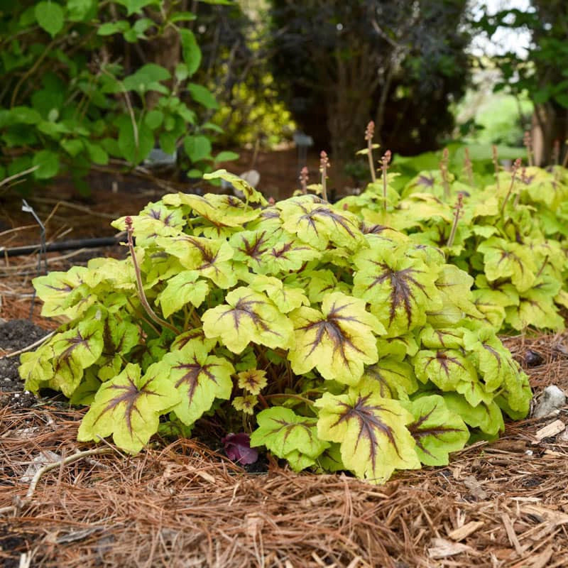 Catching Fire Heucherella