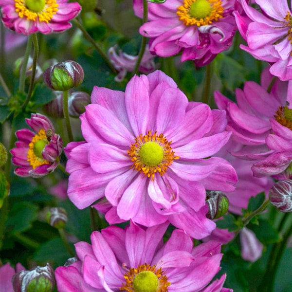 Curtain Call Pink Anemone - Shop Anemone | Spring Hill