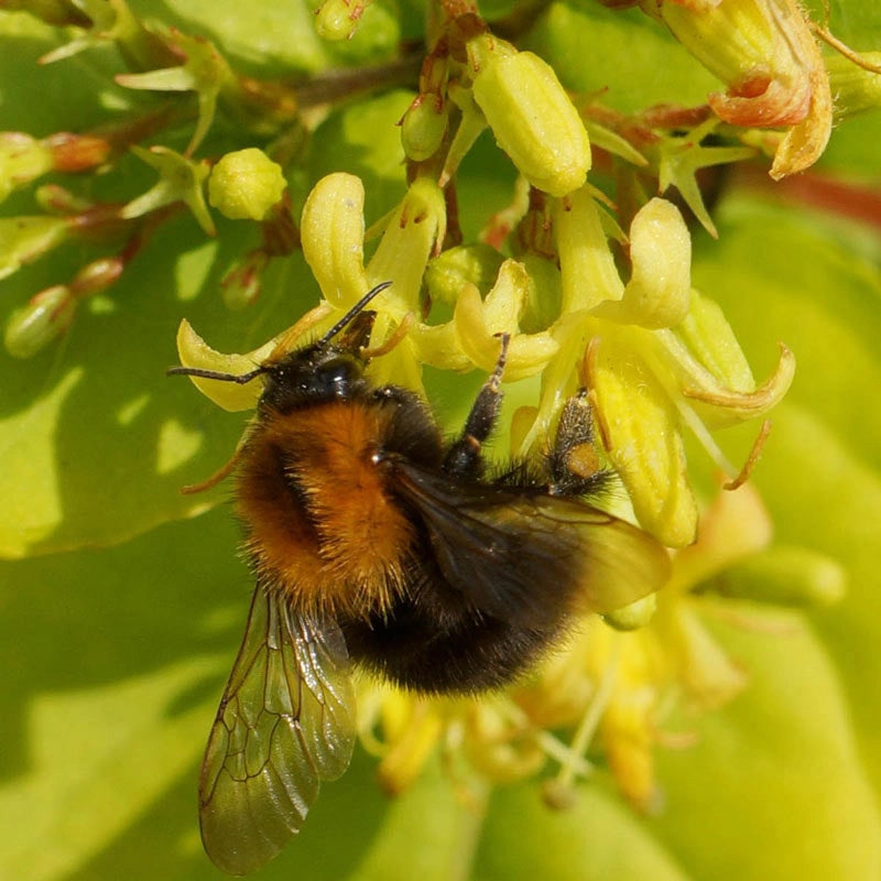 Honeybee ™ Diervilla