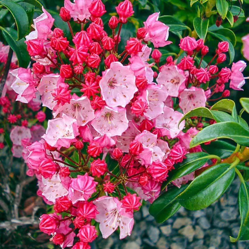 Firecracker Kalmia (Mountain Laurel)