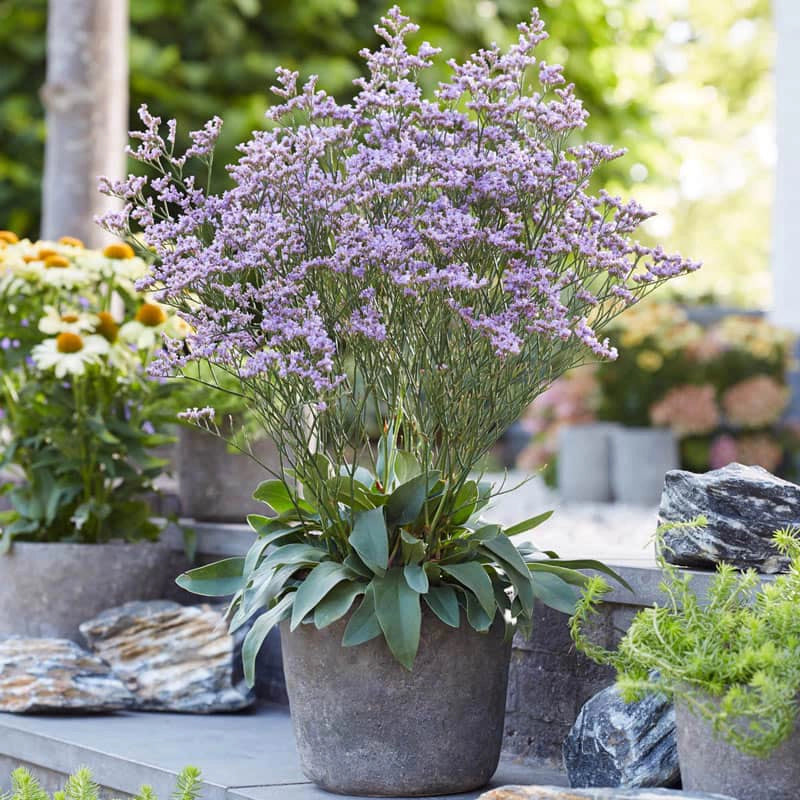 Dazzle Rocks Limonium