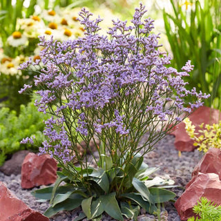 Dazzle Rocks Limonium