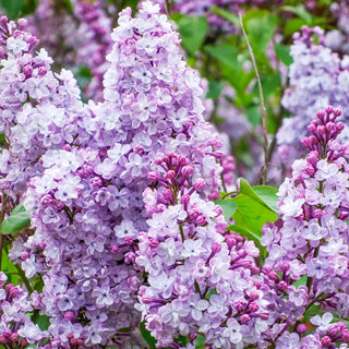 Katherine Havemeyer Lilac