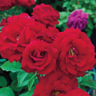 Oh My!® Floribunda Rose