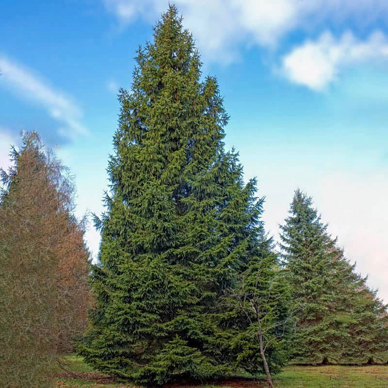 Norway Spruce Tree - Conifer Trees for Sale | Spring Hill