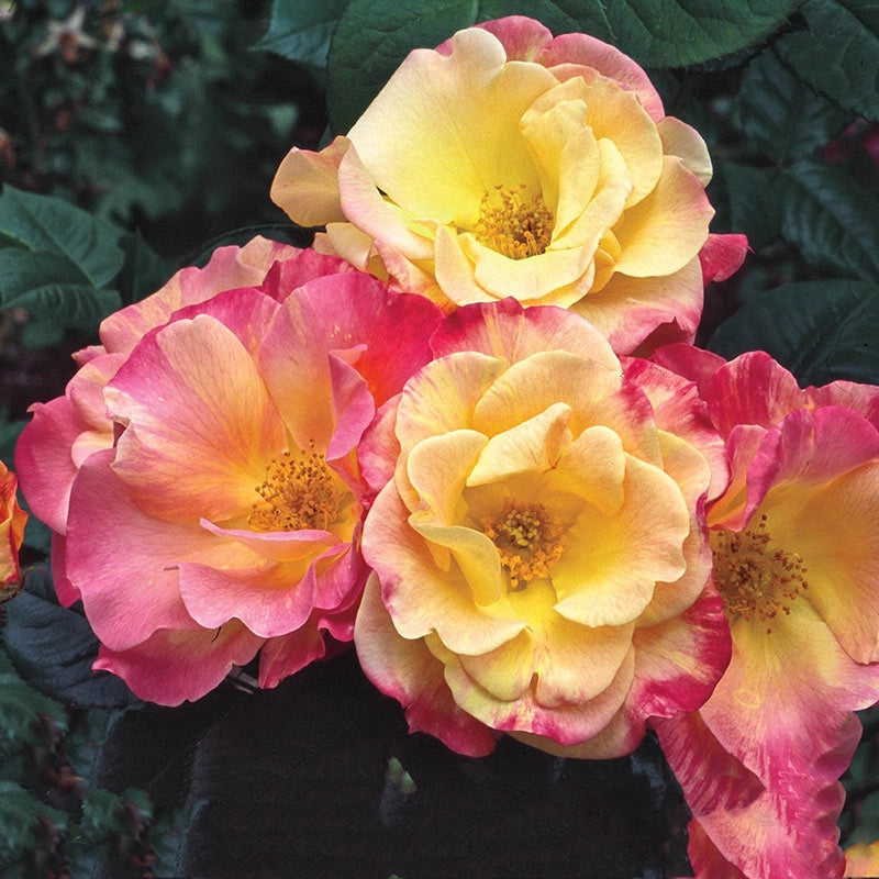 Jacob's Robe Climbing Rose - Shop Climbing Roses | Spring Hill – Spring ...
