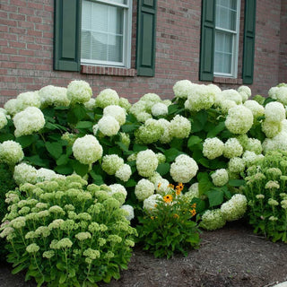Incrediball® Hydrangea