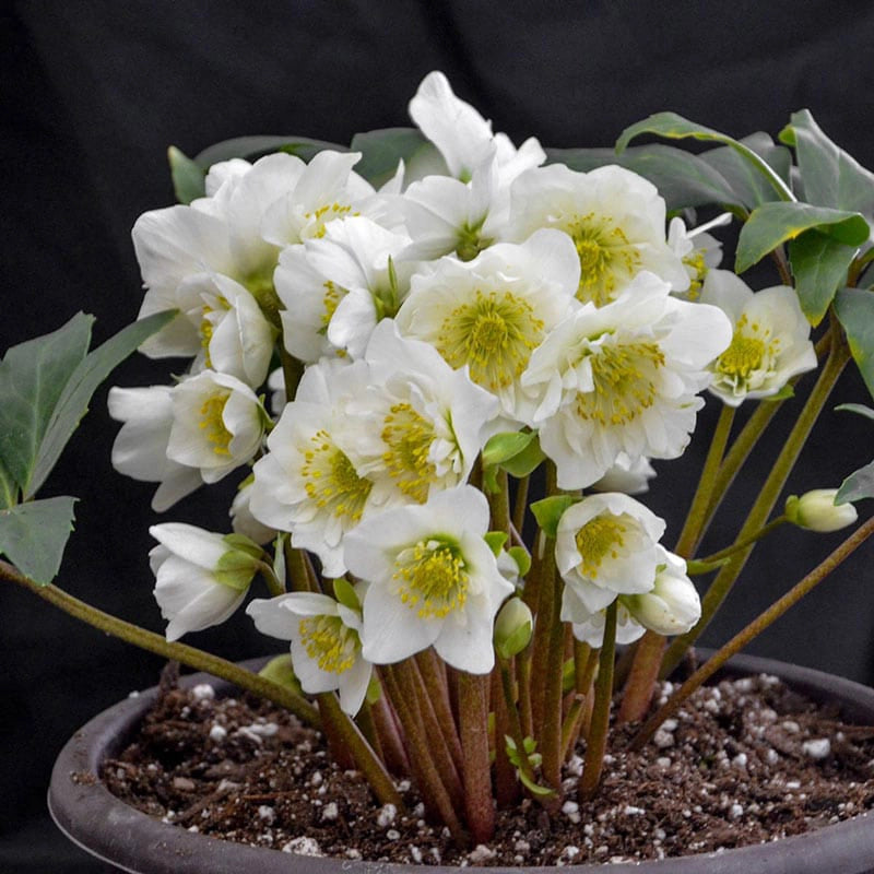 Snowbells Lenten Rose