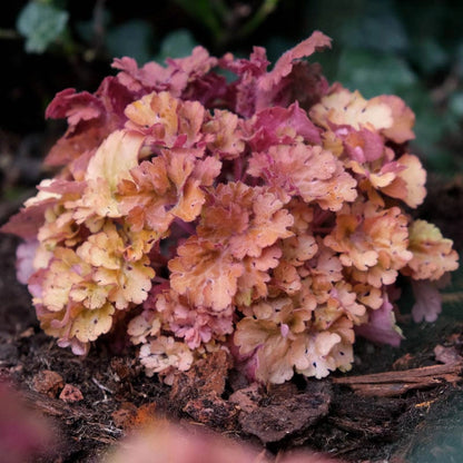 Frilly® Coral Bells