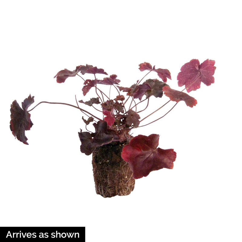 heuchera indoor plant Frilly Coral Bells - Shop Heuchera