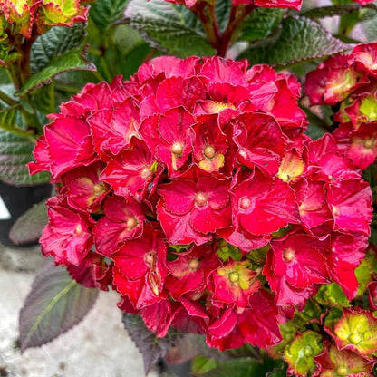 Cherry-Go-Round ™ Bigleaf Hydrangea