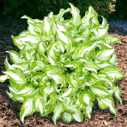 Hosta Kiwi Spearmint - Shop Hosta | Spring Hill
