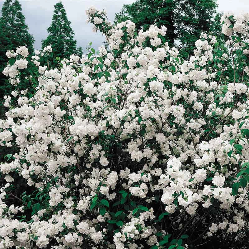 Minnesota Snowflake Mockorange Hedge