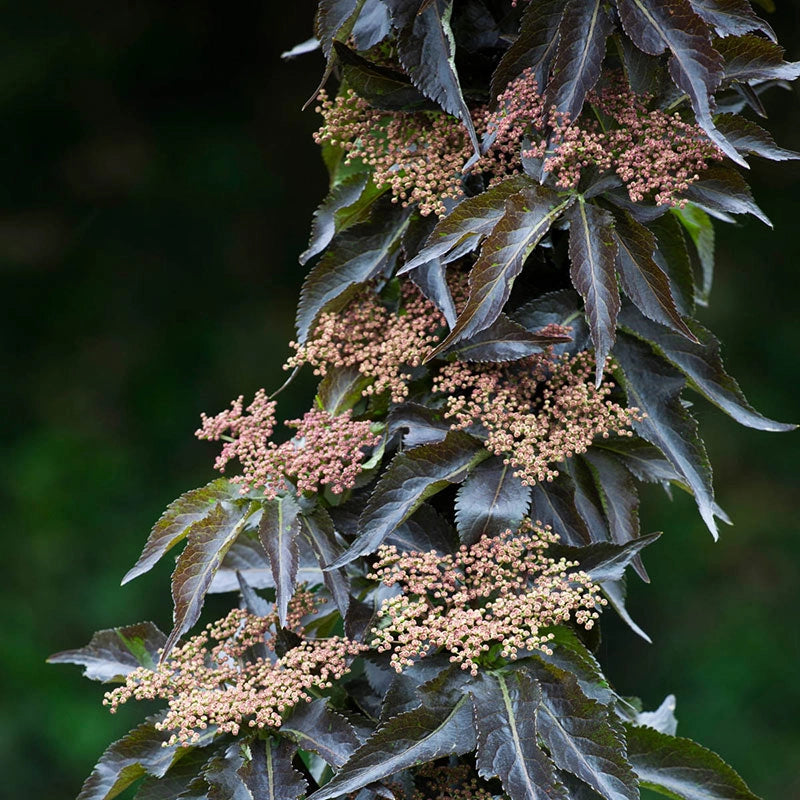 Black Tower Elderberry