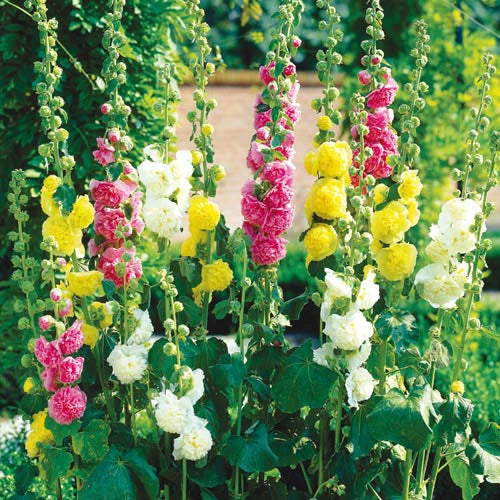 Double Hollyhock Mix