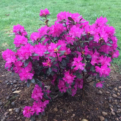 P.J. Mezitt Elite Star Rhododendron