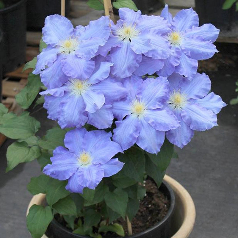 Clematis Blue Jeanne