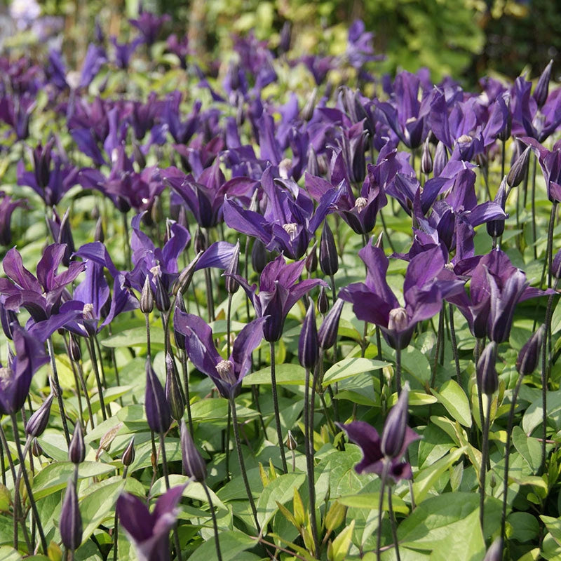 Clematis Blue Ocean PP27649