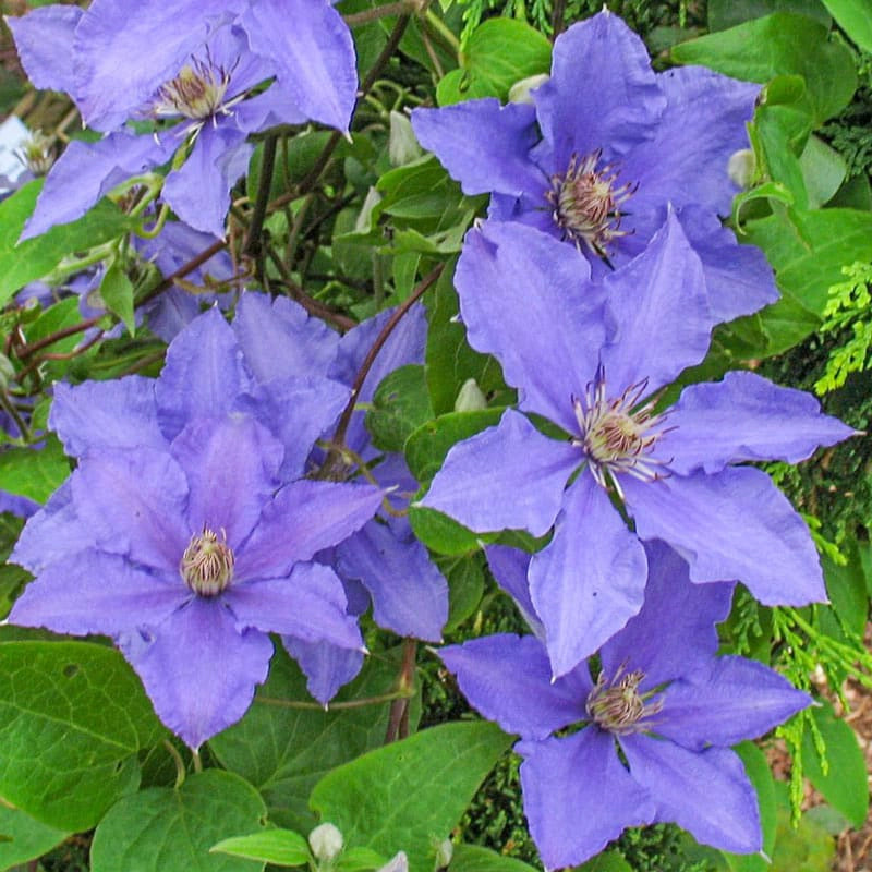 Clematis Eyres&