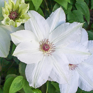 Clematis Fuyu-No-Tabi