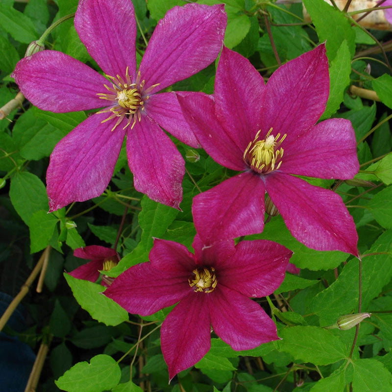 Clematis Sabine