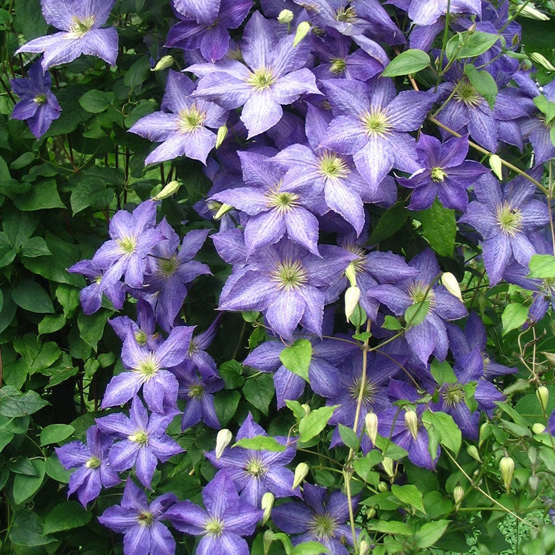 Clematis Silmakivi