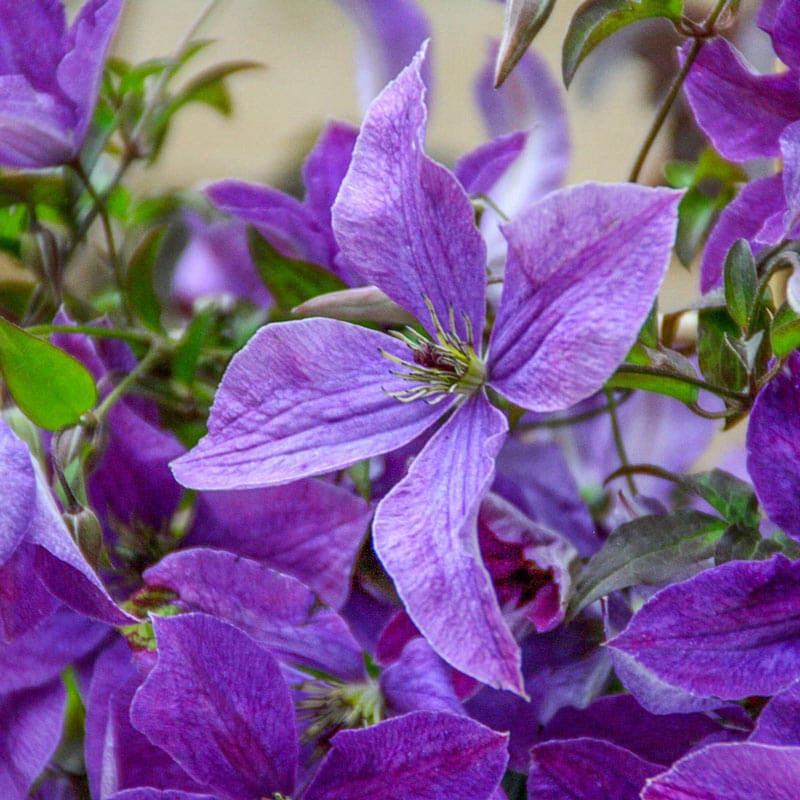 Clematis Sunny Sky