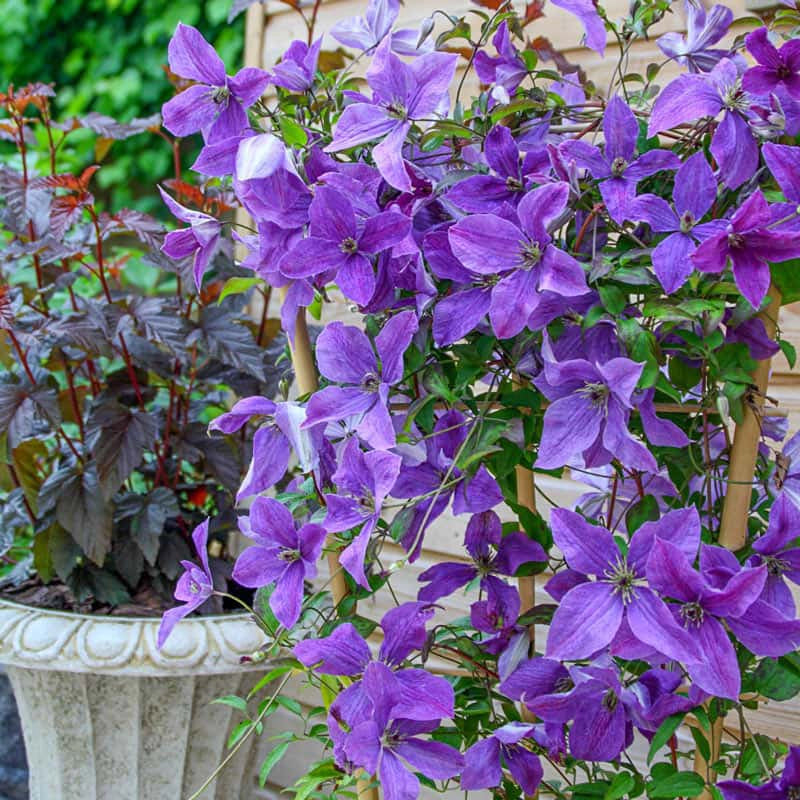 Clematis Sunny Sky