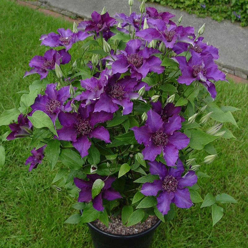 Clematis Suzy Mac