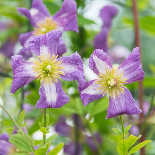Clematis White Heart