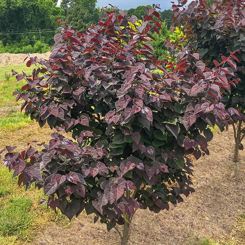 Final Fire - Pacific Rim Maples  Spring Hill – Spring Hill Nursery