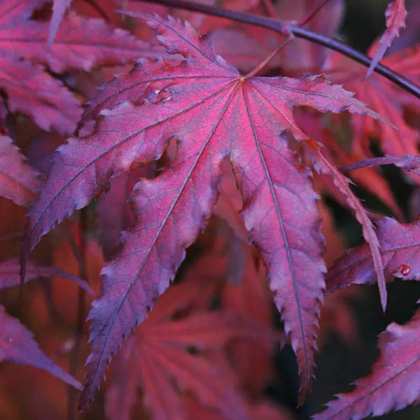 Purple Ghost Japanese Maple Tree