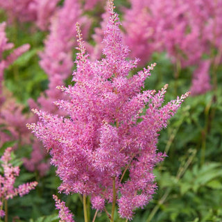 Rheinland Astilbe
