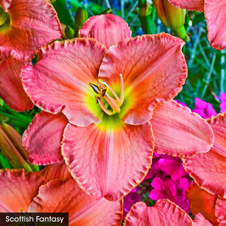 Reblooming Daylily Fall Select Collection