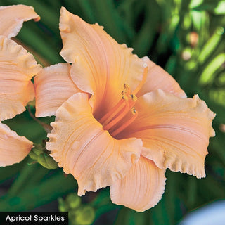 Reblooming Daylily Fall Select Collection
