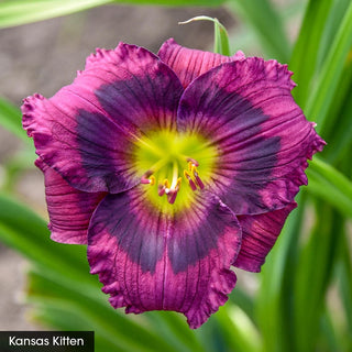 Reblooming Daylily Fall Select Collection