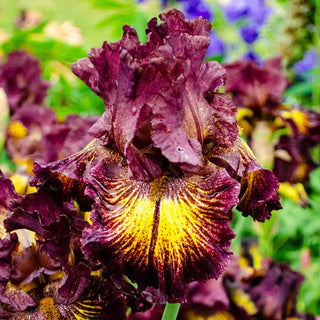 Dog Days Bearded Iris