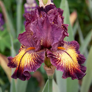 Dog Days Bearded Iris