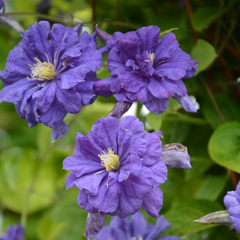clematis potting mix Clematis Poet