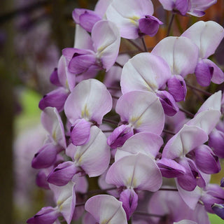 Grande Diva® Barbara Wisteria