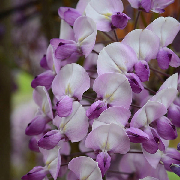 Grande Diva Barbara Wisteria Plant
