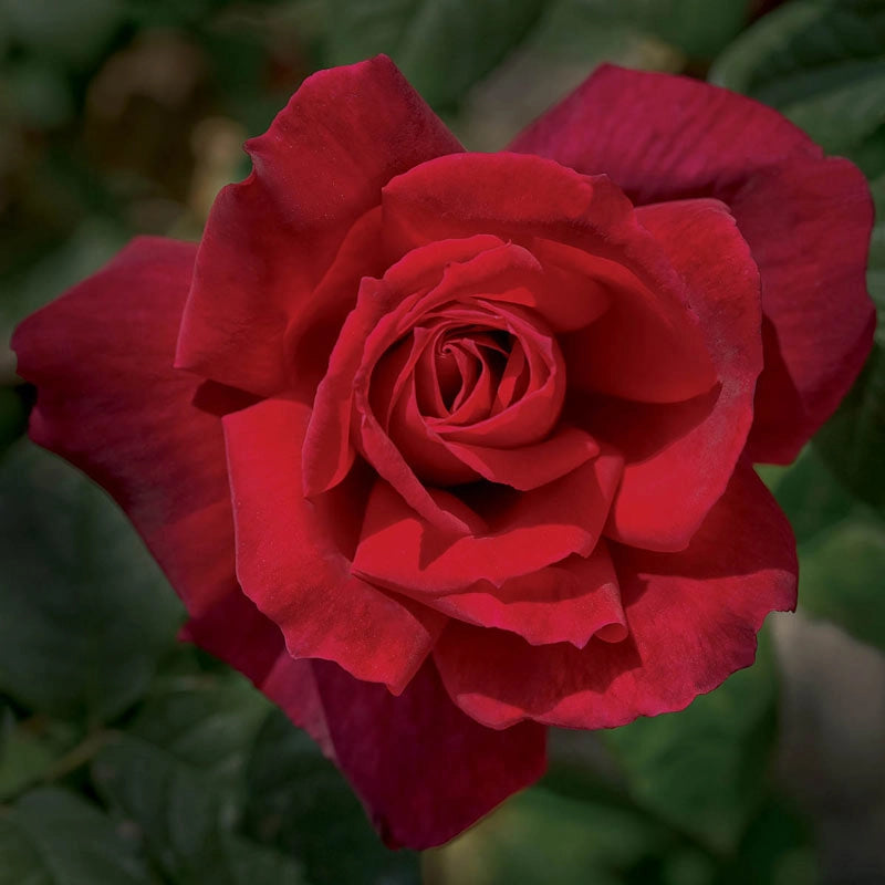 Hybrid Tea Roses for Sale - Hybrid Tea Rose Varieties – Spring Hill Nursery